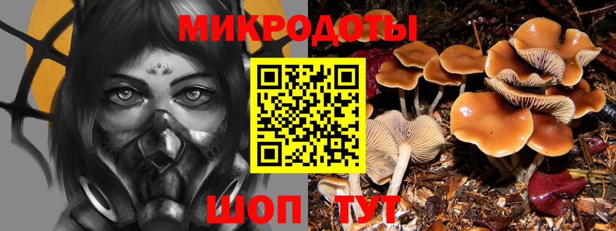 Псилоцибиновые грибы Psilocybe Зеленодольск